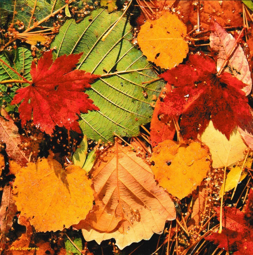 Postkarte Quadratische "Herbstlaub", Erwachsene