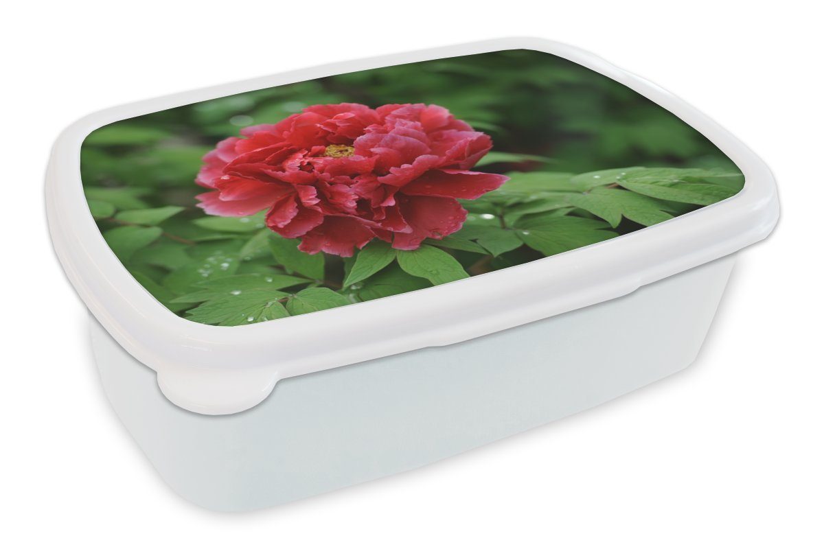 MuchoWow Lunchbox Eine rote Pfingstrose im Frühling, Kunststoff, (2-tlg), Brotbox für Kinder und Erwachsene, Brotdose, für Jungs und Mädchen weiß