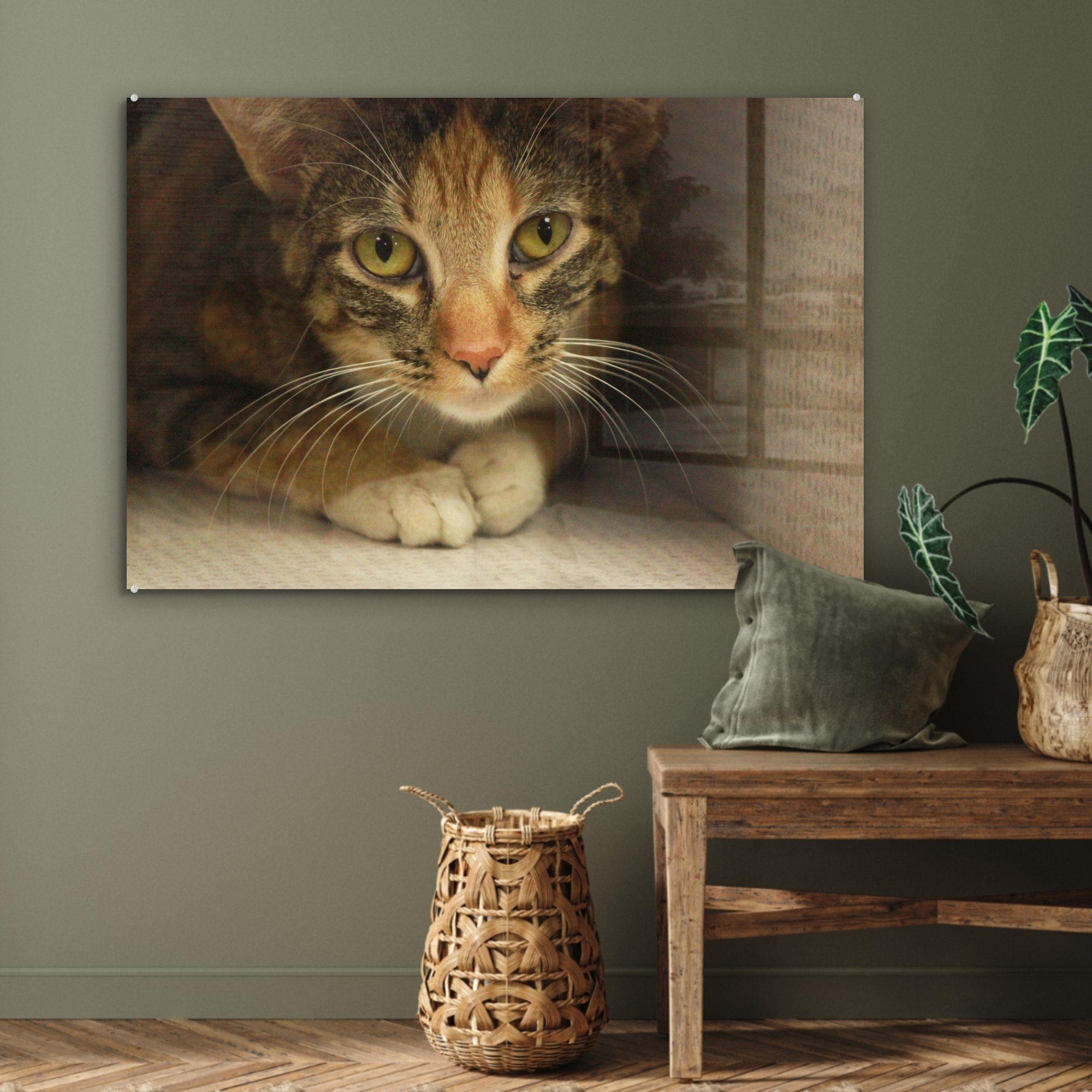 Karton, & Tigerkatze (1 junge MuchoWow Schlafzimmer Acrylglasbilder St), Acrylglasbild sitzt Eine einem in Wohnzimmer