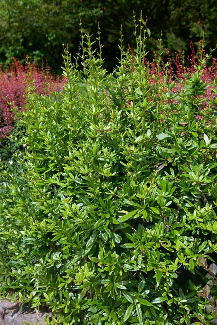 Pflanzen für Dich Gehölze Berberis julianae, 1 St., Julianes Berberitze, Immergrüne Berberitze