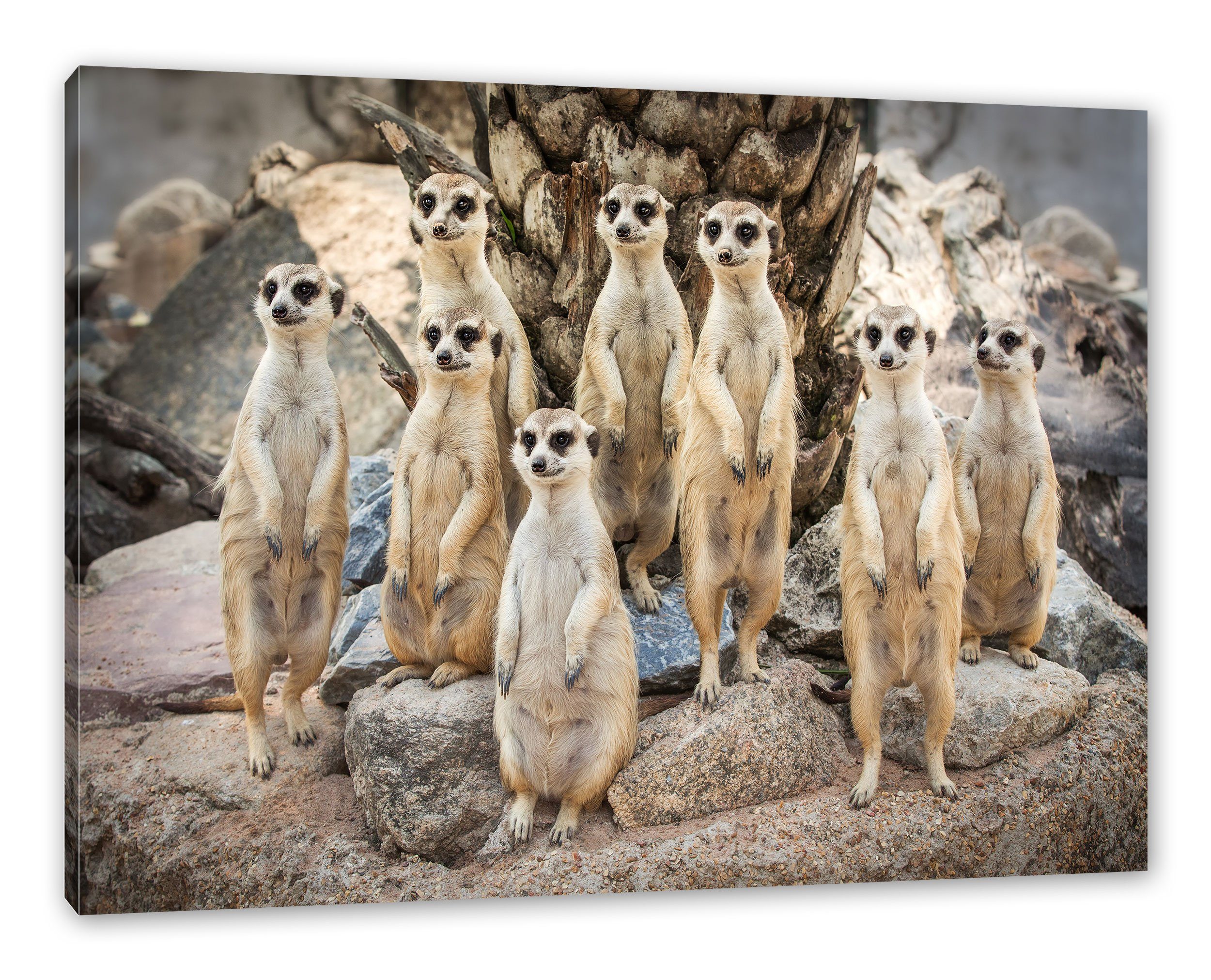 Pixxprint Leinwandbild Lustige Erdmännchen, Lustige Erdmännchen günstig online kaufen