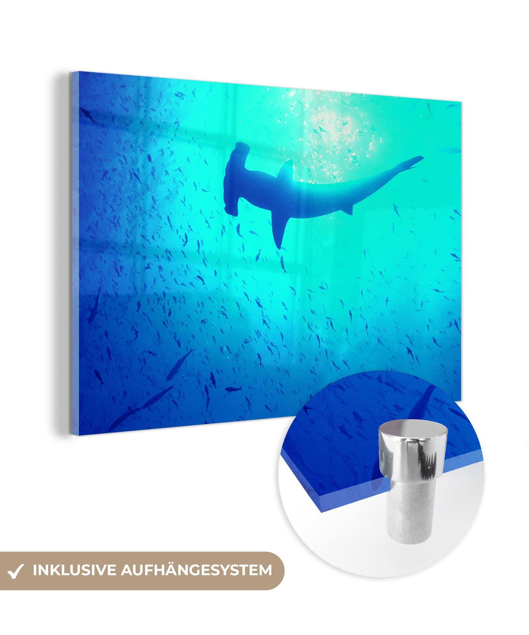 MuchoWow Acrylglasbild Hammerhai (Sphyrna mokarran) zwischen Fischen, (1 St), Acrylglasbilder Wohnzimmer & Schlafzimmer