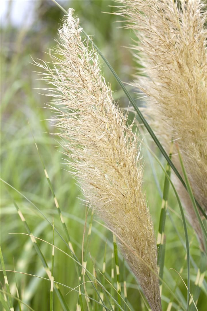 Pflanzen für Dich Gräser Cortaderia selloana Pumila, 1 St., Pampasgras, Silber-Pampasgras, kompakt, silbrigefiedrig