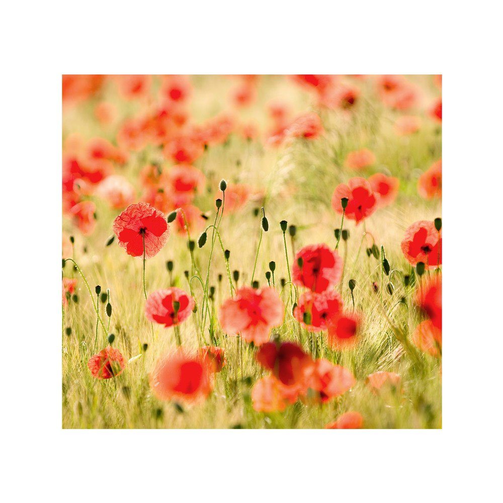 Feld 70, liwwing Blumen Mohn no. Blumen Romantik Fototapete Gras liwwing Fototapete