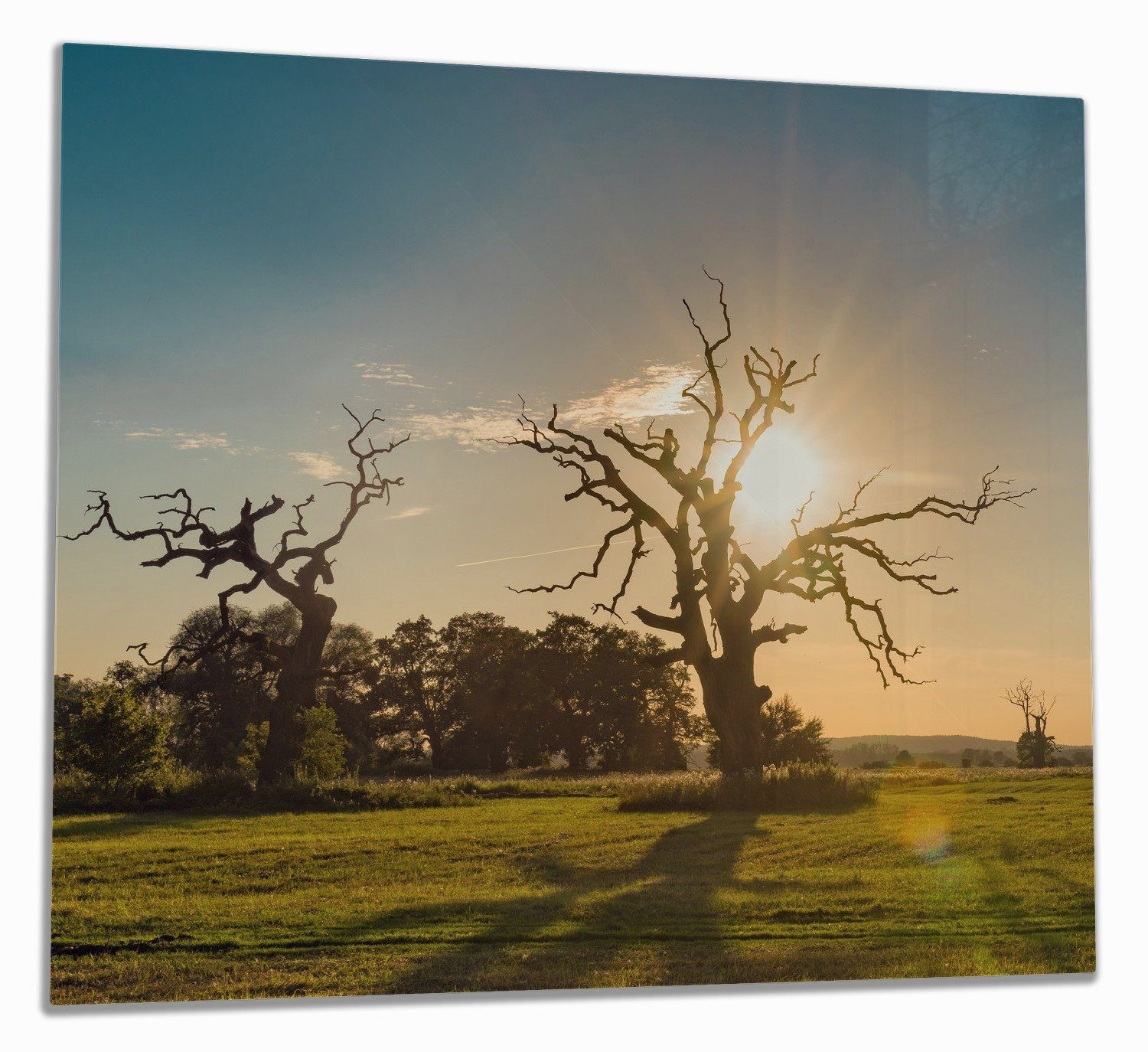 Wallario Herd-Abdeckplatte Alte knochige Bäume bei Sonnenuntergang, ESG-Sicherheitsglas, (Glasplatte, 1 tlg., inkl. 5mm Noppen), verschiedene Größen
