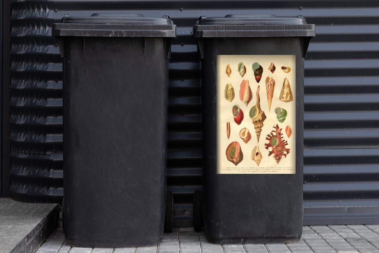 MuchoWow Wandsticker Muscheln (1 Abfalbehälter Mülleimer-aufkleber, Sticker, - Zeichnung Container, Mülltonne, St), - Vintage