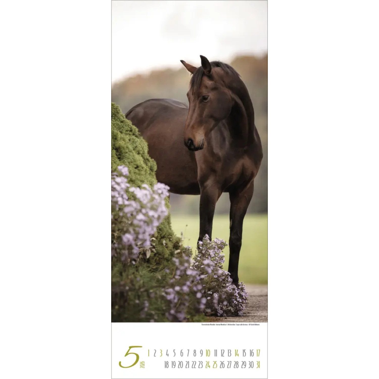Korsch Verlag Wandkalender Pferde 2026