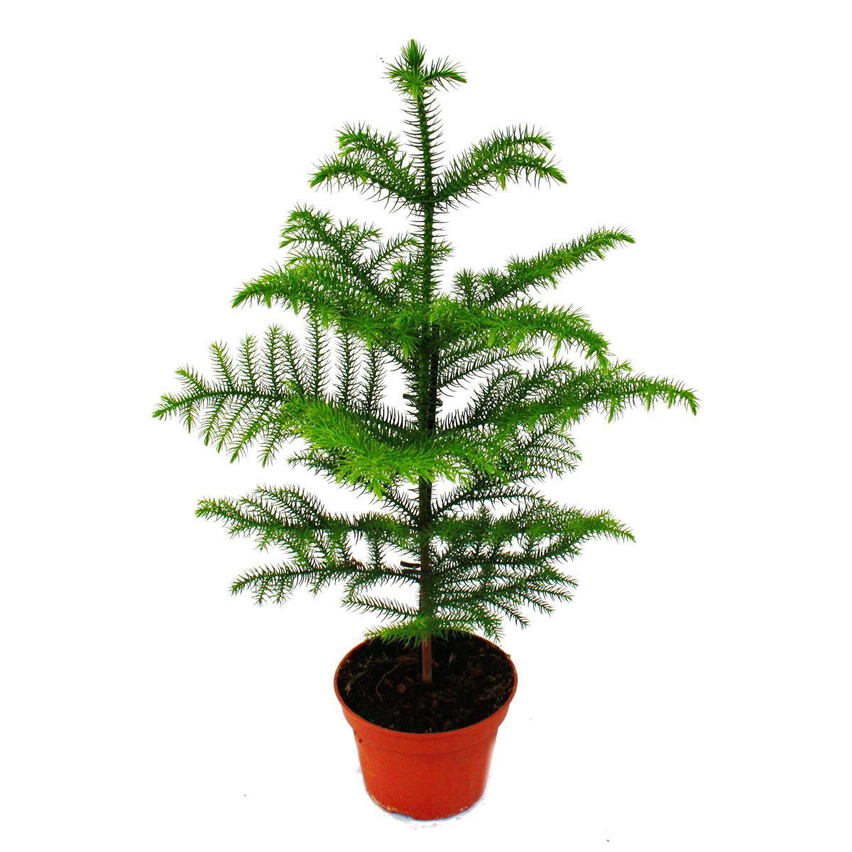 Exotenherz Zimmerpflanze Zimmertanne - Araucaria heterophylla - 17m Topf - günstig online kaufen