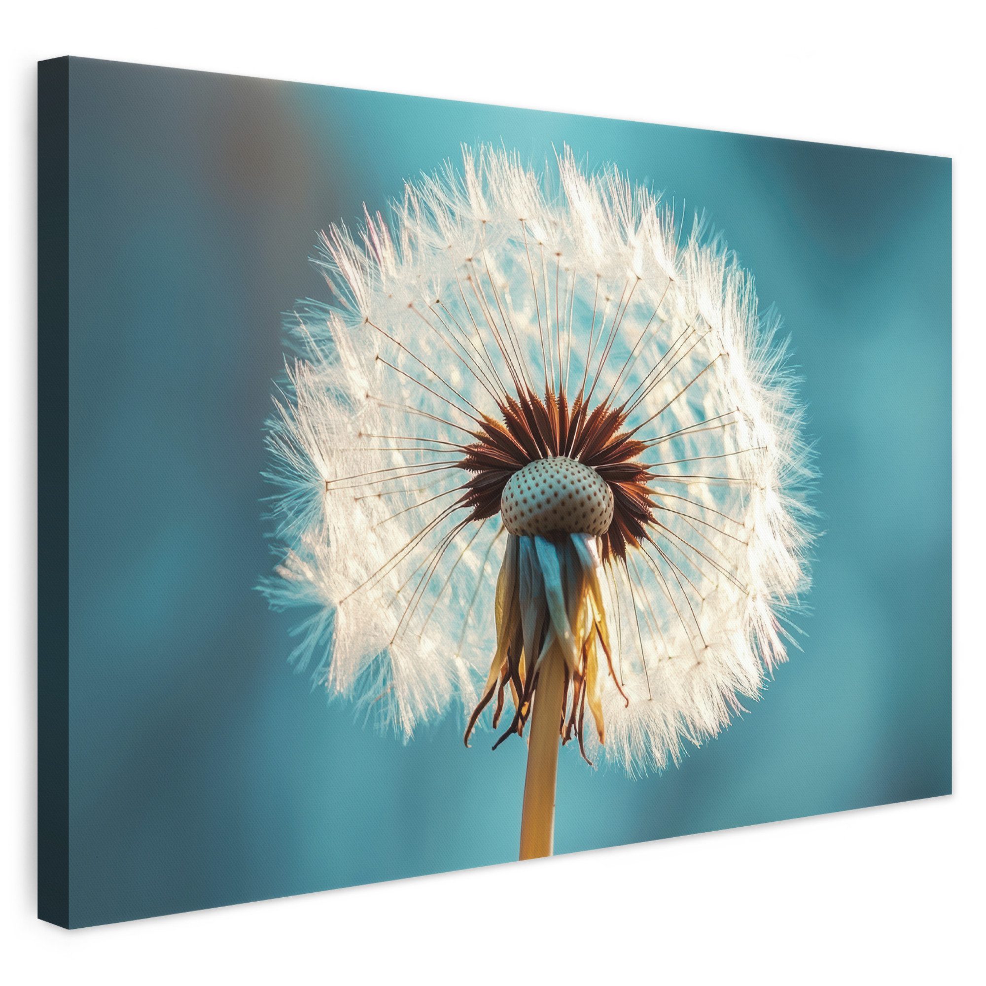 OneMillionCanvasses® Leinwandbild Löwenzahn - Natur - Blumen - Blau, Fotodruck (1 St), Leinwand Bilder Klein, Wand Dekoration Aesthetic 30x20 cm