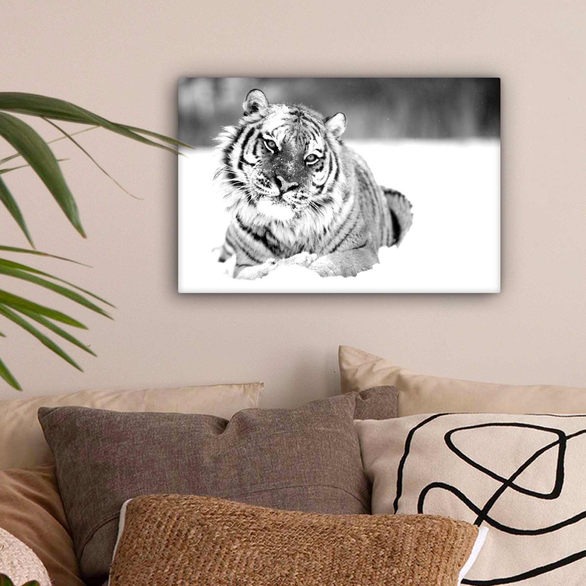 OneMillionCanvasses® Leinwandbild Tiger - Schnee - günstig online kaufen