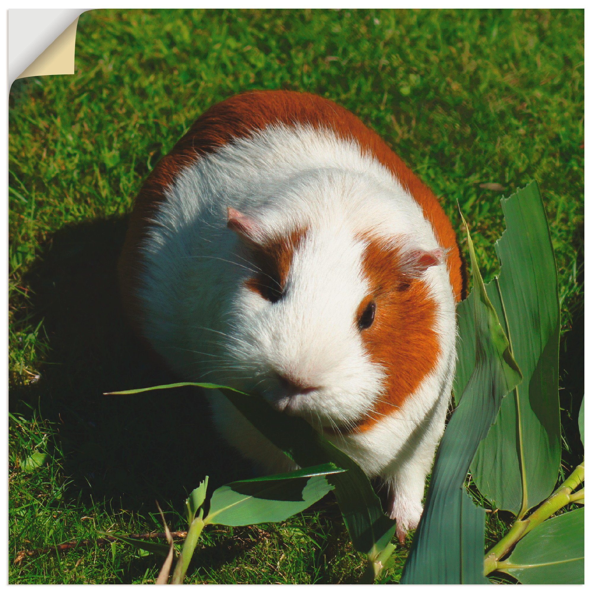 Alubild, versch. Orange weißes Haustiere oder Meerschweinchen, St), Größen Wandaufkleber Wandbild Poster in als (1 Leinwandbild, Artland