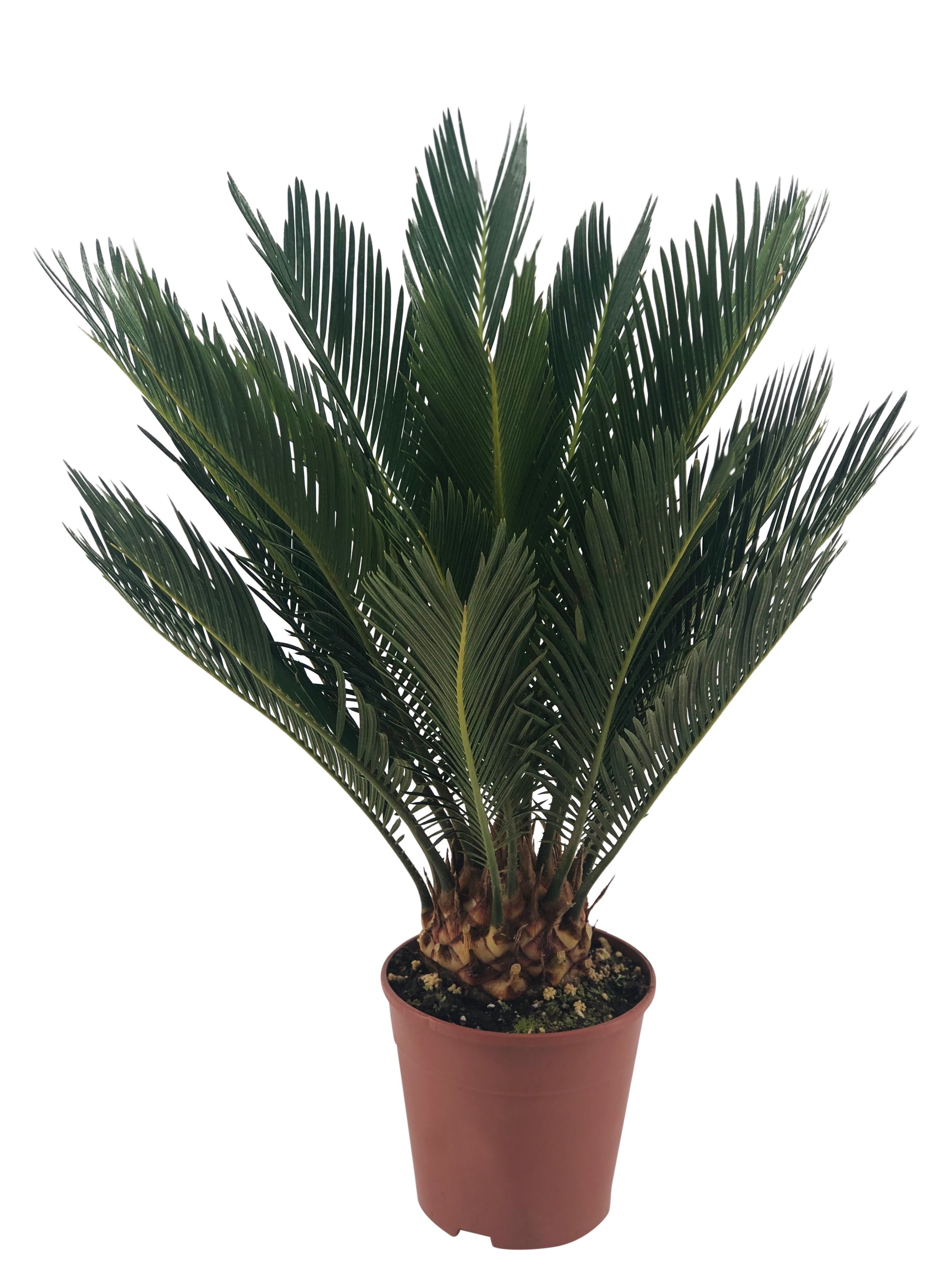 meinvipshop Zimmerpflanze Tropisches Palmfarn XXL 60cm