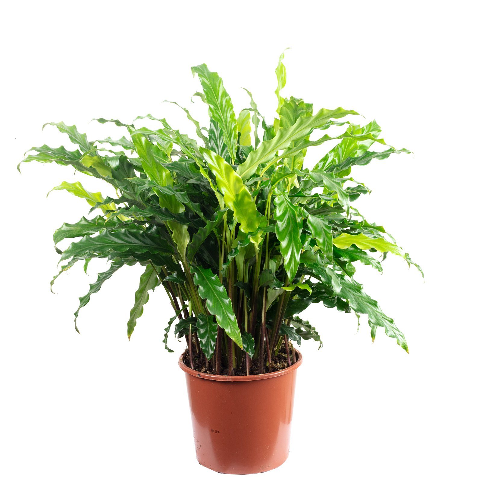 Flowerbox Blumentopf »bepflanzt mit Zimmerpflanze Korbmarante "rufibarba "  - Calathea - Höhe ca. 60 cm, Topf-Ø 17 cm« online kaufen | OTTO