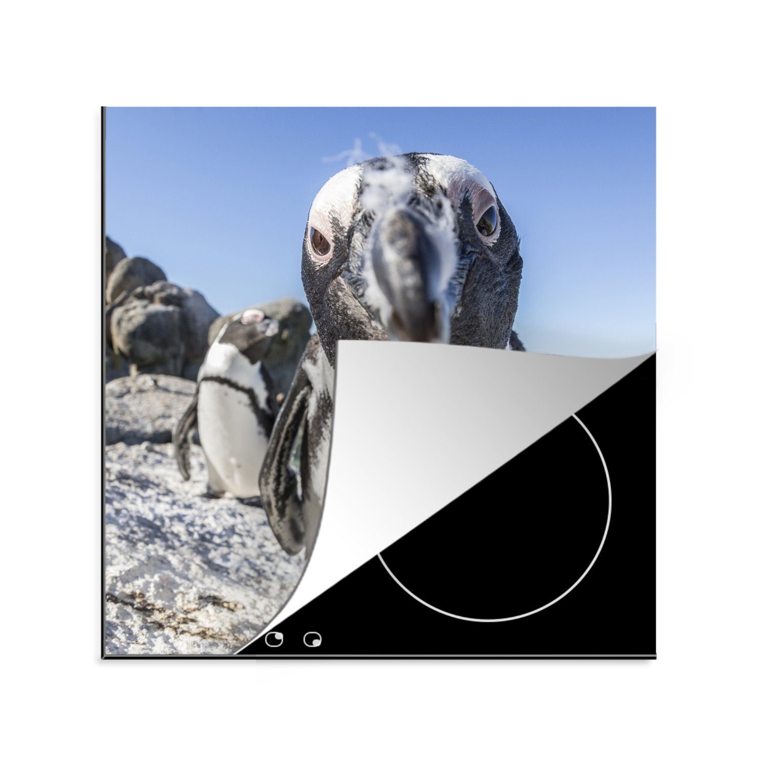 MuchoWow Herdblende-/Abdeckplatte Nahaufnahme eines afrikanischen Pinguins am Boulders Beach, Vinyl, (1 tlg), 78x78 cm, Ceranfeldabdeckung, Arbeitsplatte für küche