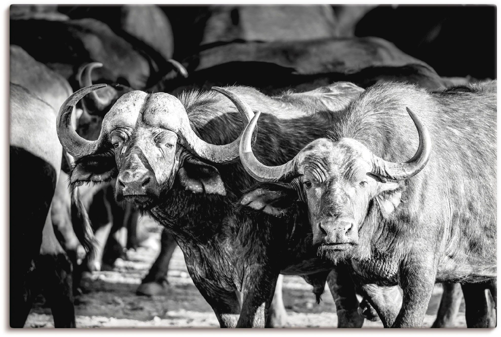 Artland Wandbild Büffel, Wildtiere (1 St), als Alubild, Leinwandbild, Wandaufkleber oder Poster in versch. Größen | Poster