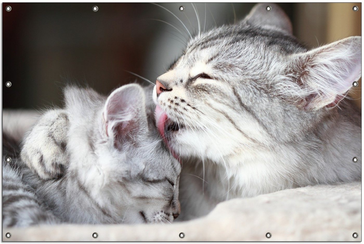 Thumbnail - Wallario Sichtschutzzaunmatten Süße kleine getigerte Katzenbabys, rund