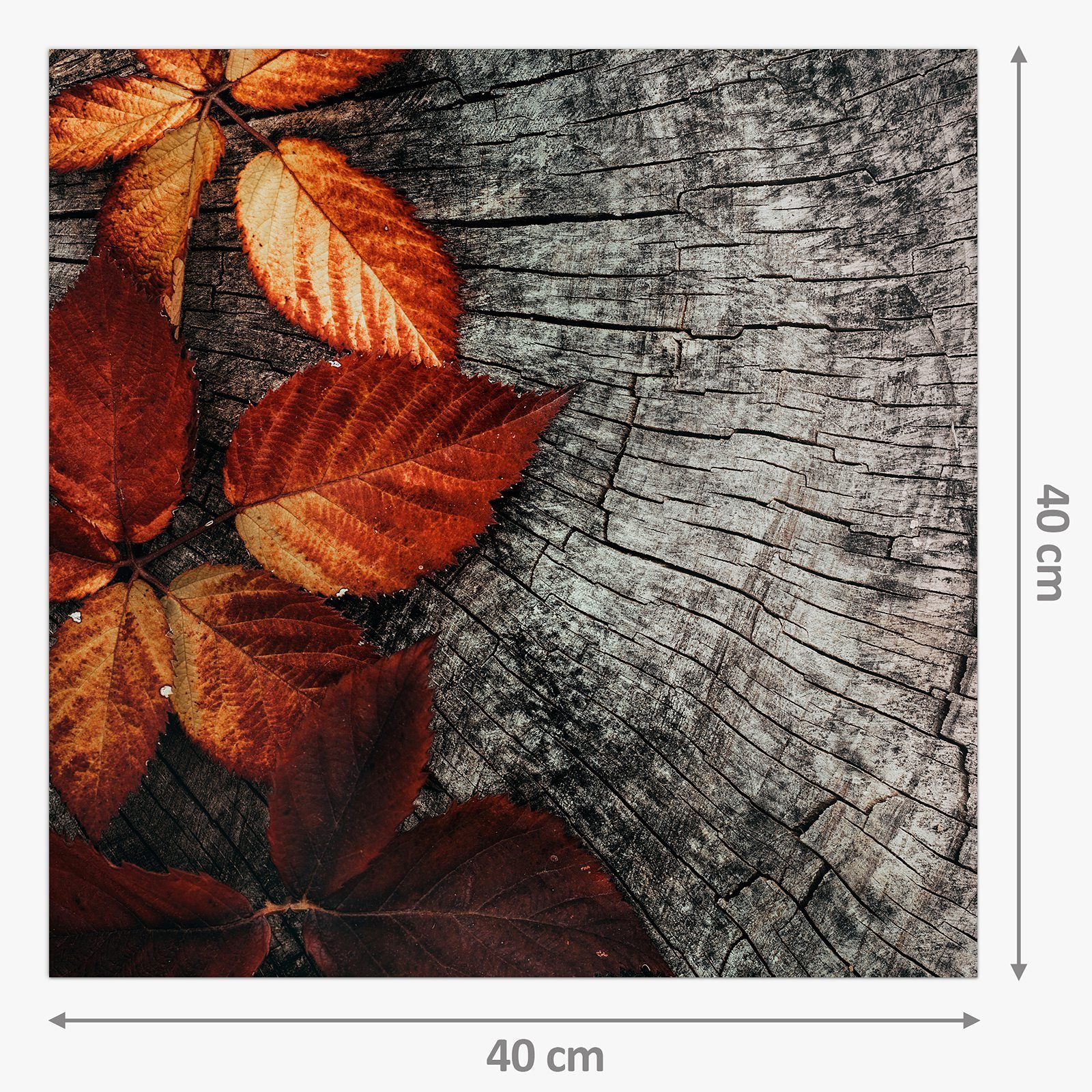 Herbstblätter Spritzschutz Küchenrückwand Primedeco mit Stamm Motiv auf Küchenrückwand Glas