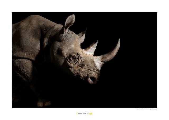Komar Poster »Black Rhinoceros«, Tiere, Höhe: 30cm-Otto