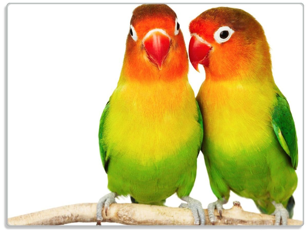 Wallario Schneidebrett Papageien auf dem dünnen Ast, ESG-Sicherheitsglas, (inkl. rutschfester Gummifüße 4mm, 1-St), 30x40cm