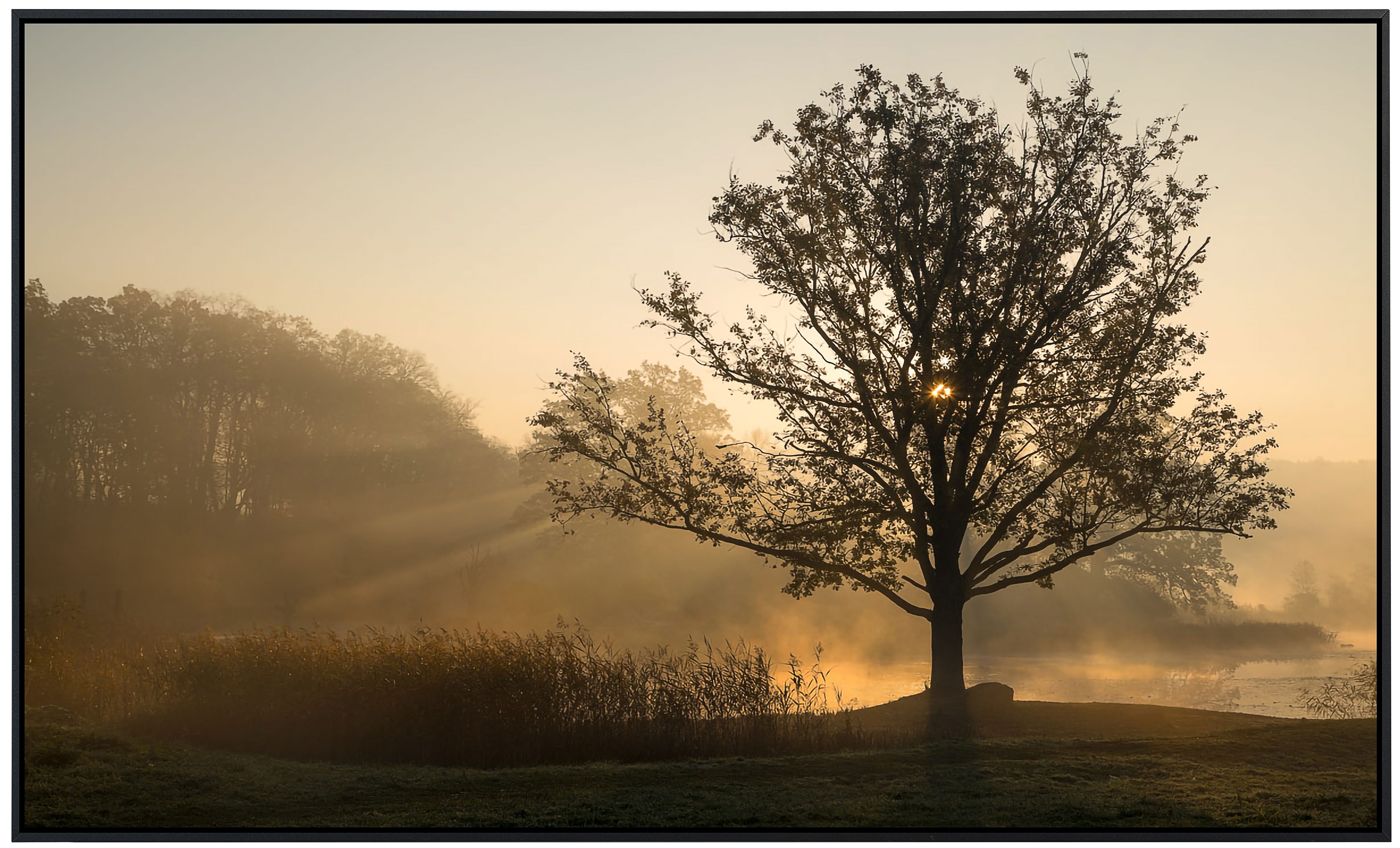 Papermoon Infrarotheizung INFRAROT-BILD-HEIZUNG, Baum im Feld, günstig online kaufen