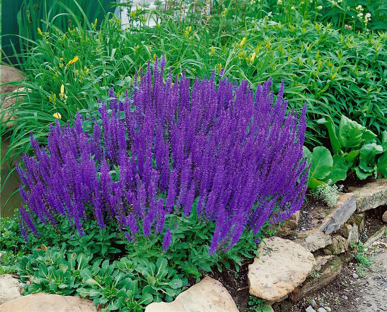 Pflanzen für Dich Staude Salvia nemorosa Blaukönigin, 1 St., Steppen-Salbei, Hain-Salbei