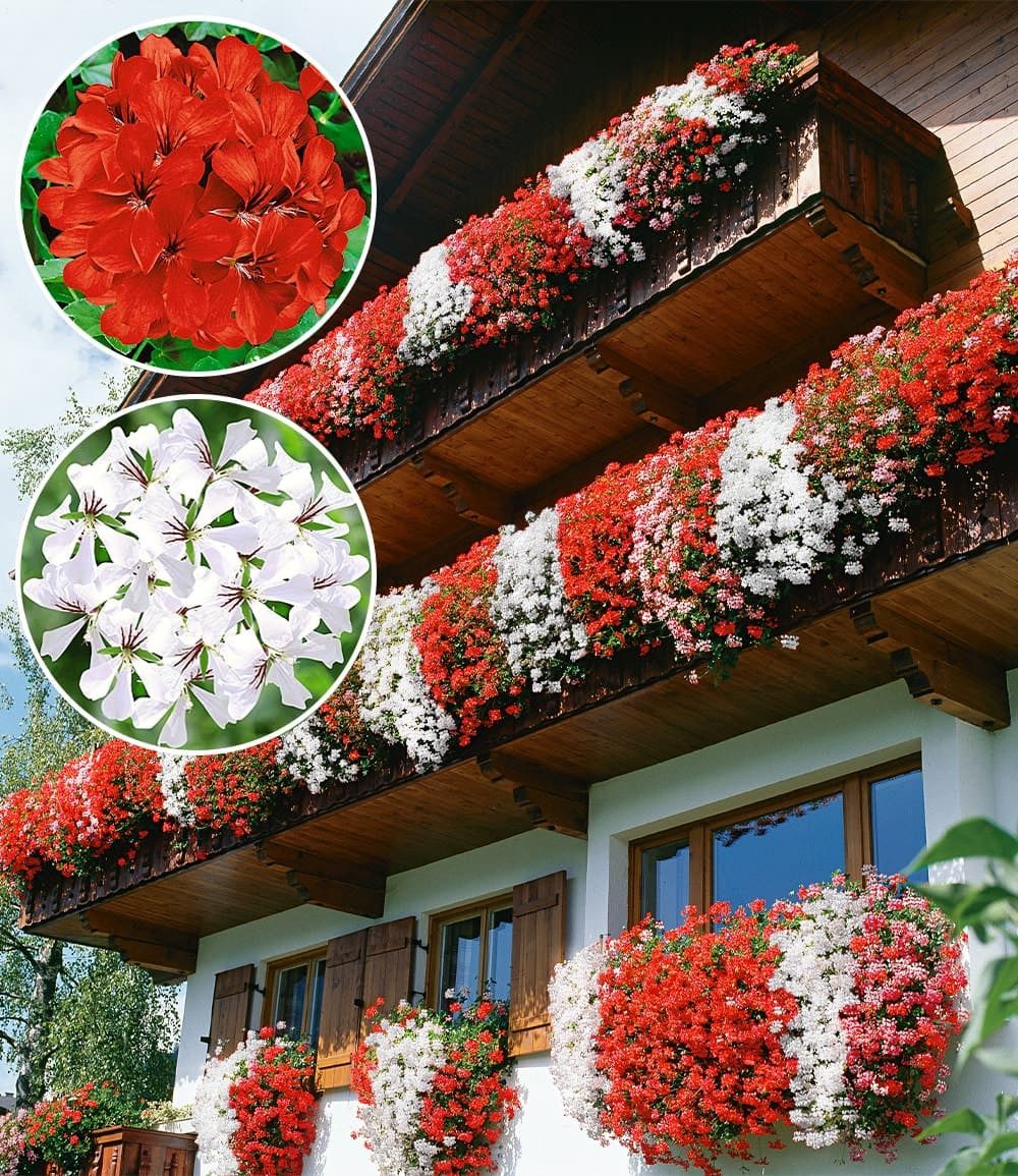 BALDUR Garten Balkonpflanze Tiroler Hänge-Geranien-Kollektion, 12 St., Pelargoniumpeltatum, reichblühend, pflegeleicht