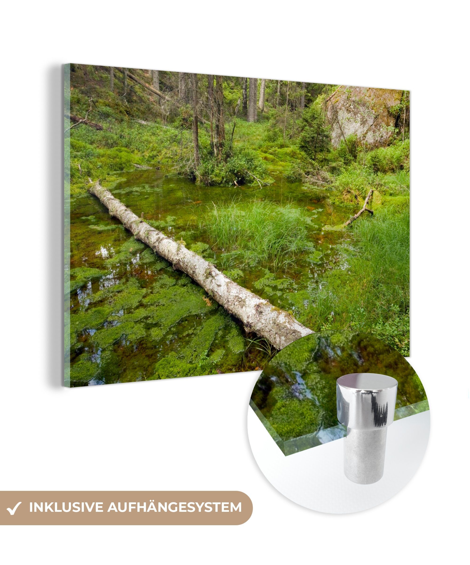 MuchoWow Acrylglasbild Teich in den Wäldern des Tiveden-Nationalparks in Schweden, (1 St), Acrylglasbilder Wohnzimmer & Schlafzimmer