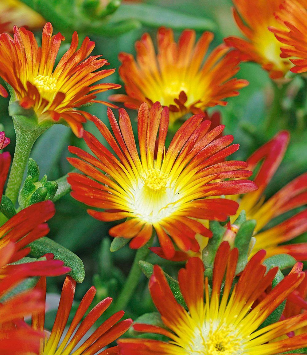 BALDUR Garten Bodendecker Winterharte Eisblume 'Fire Wonder', 3 St., Mittagsblume, reichblühend,winterhart, mehrjährig, pflegeleicht