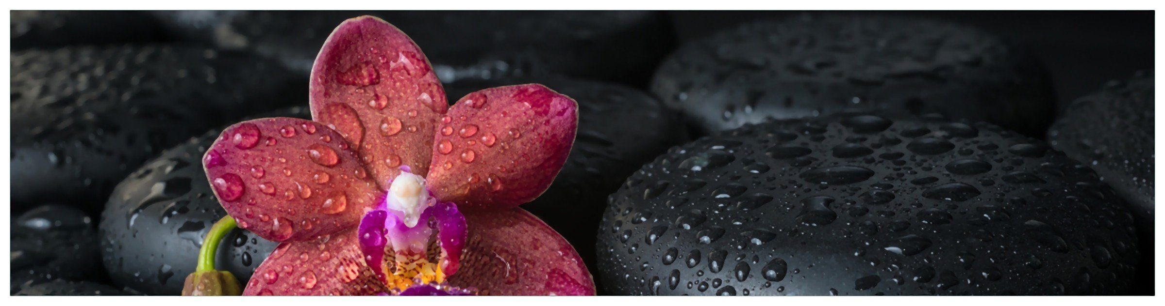 Orchideen-Blüte Küchenrückwand benetzt schwarzen Wallario mit (1-tlg) auf Wasser-Tropfen, Steinen,