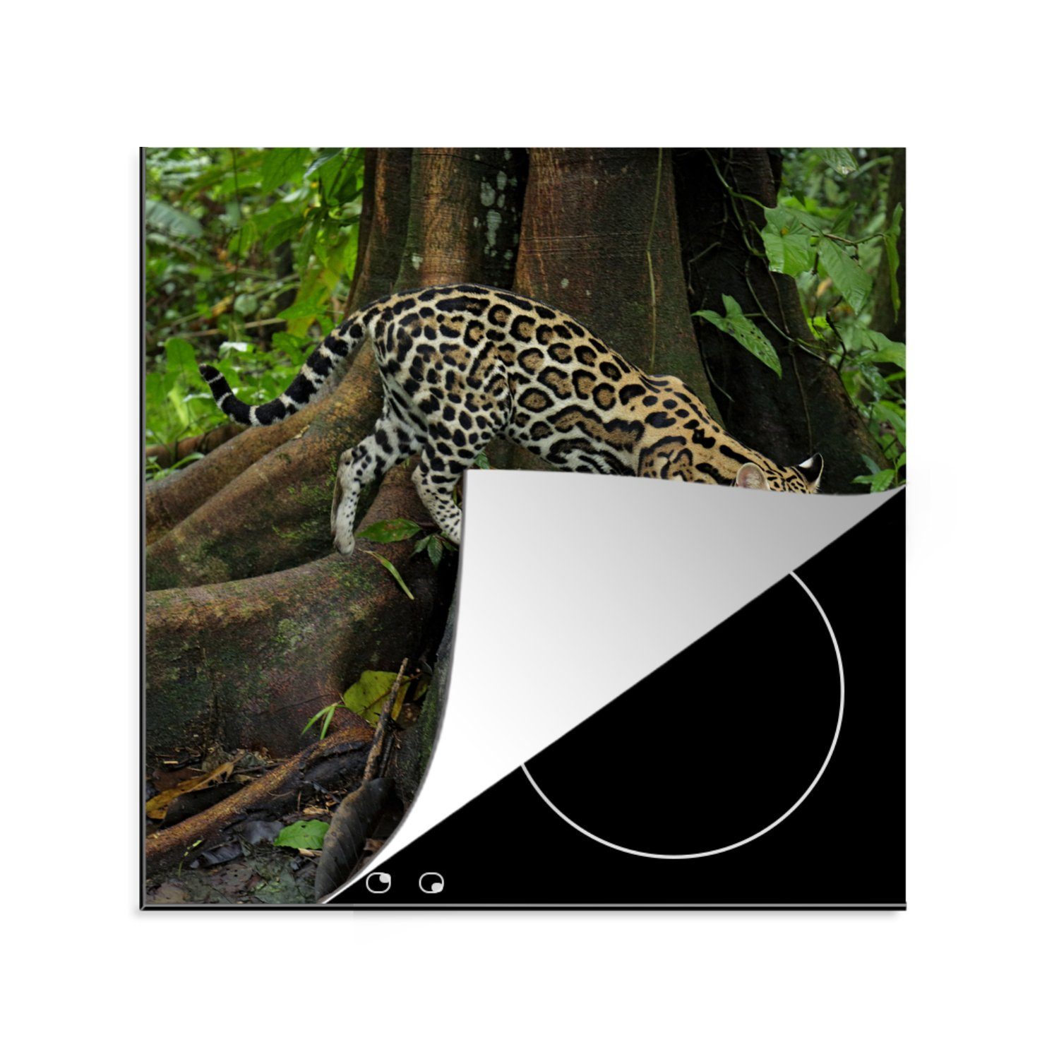 MuchoWow Herdblende-/Abdeckplatte Ozelot im Dschungel von Costa Rica, Vinyl, (1 tlg), 78x78 cm, Ceranfeldabdeckung, Arbeitsplatte für küche