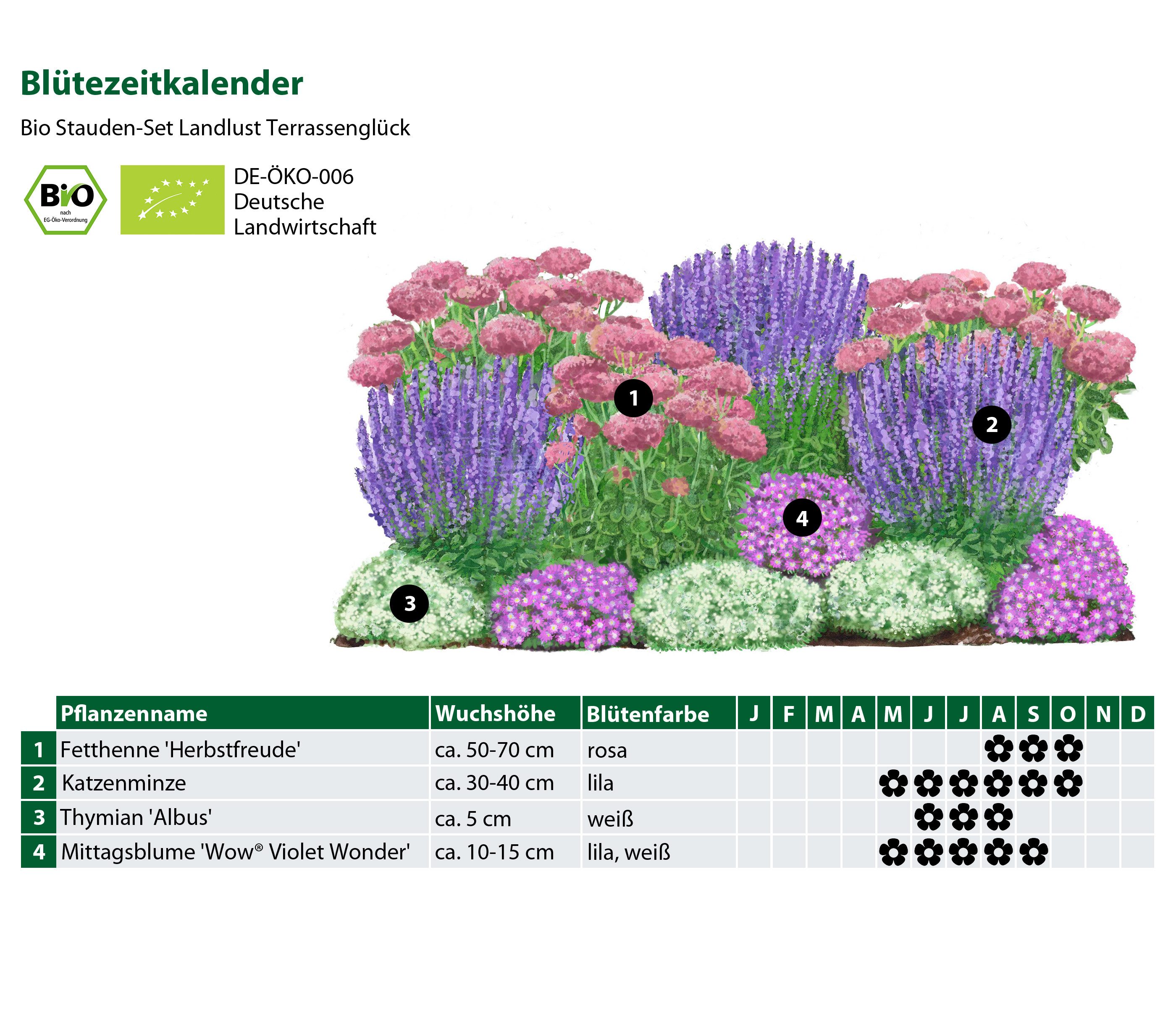 Dehner Staude Bio Stauden-Set Terrassenglück, je 5-20 cm exkl. Pflanztopf, exklusive Landlust Kollektion mit 12 Pflanzen für sonnige Standorte