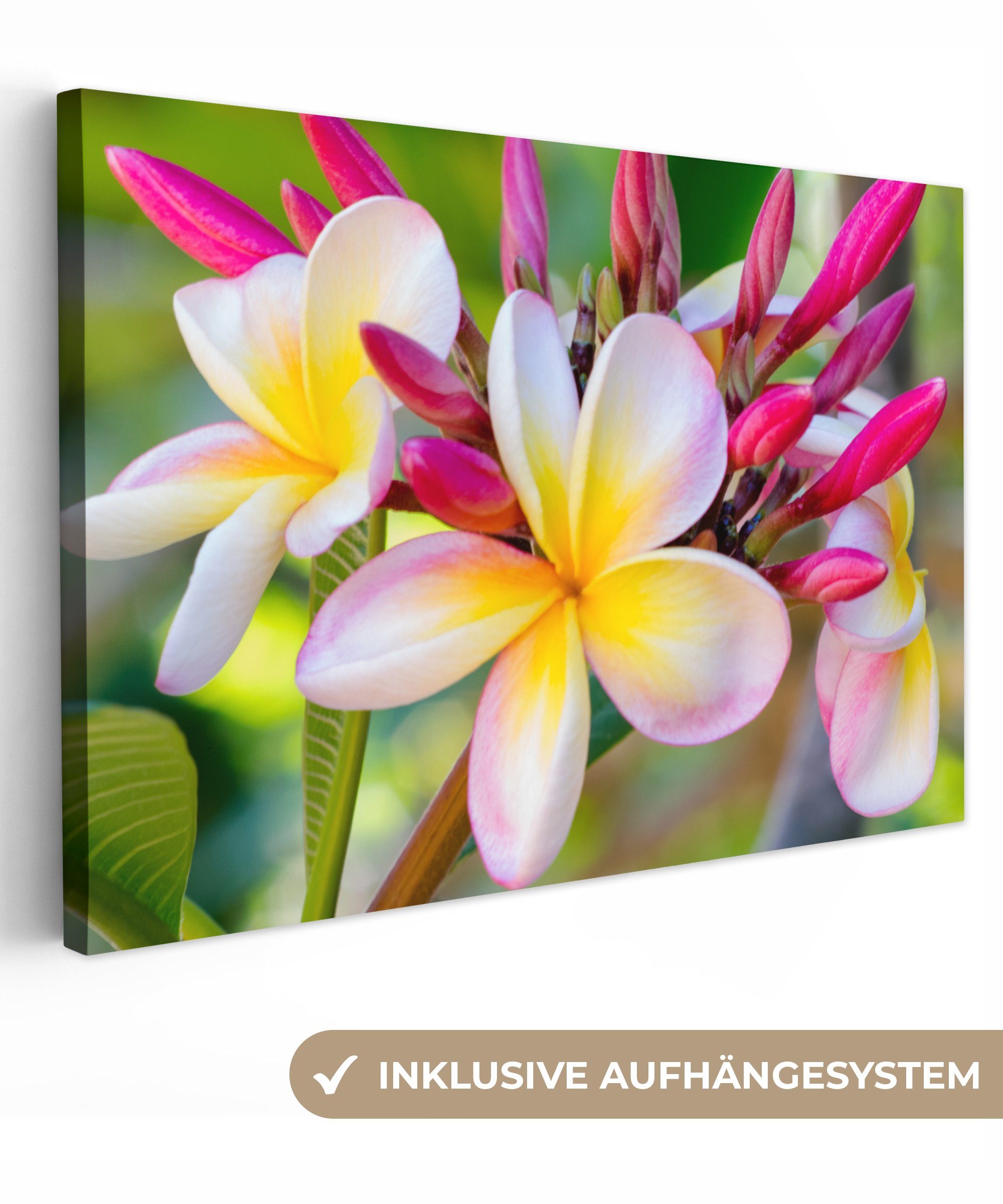 OneMillionCanvasses® Leinwandbild Blumen - Plumeria - Farben, (1 St), Wandbild Leinwandbilder, Aufhängefertig, Wanddeko, 30x20 cm