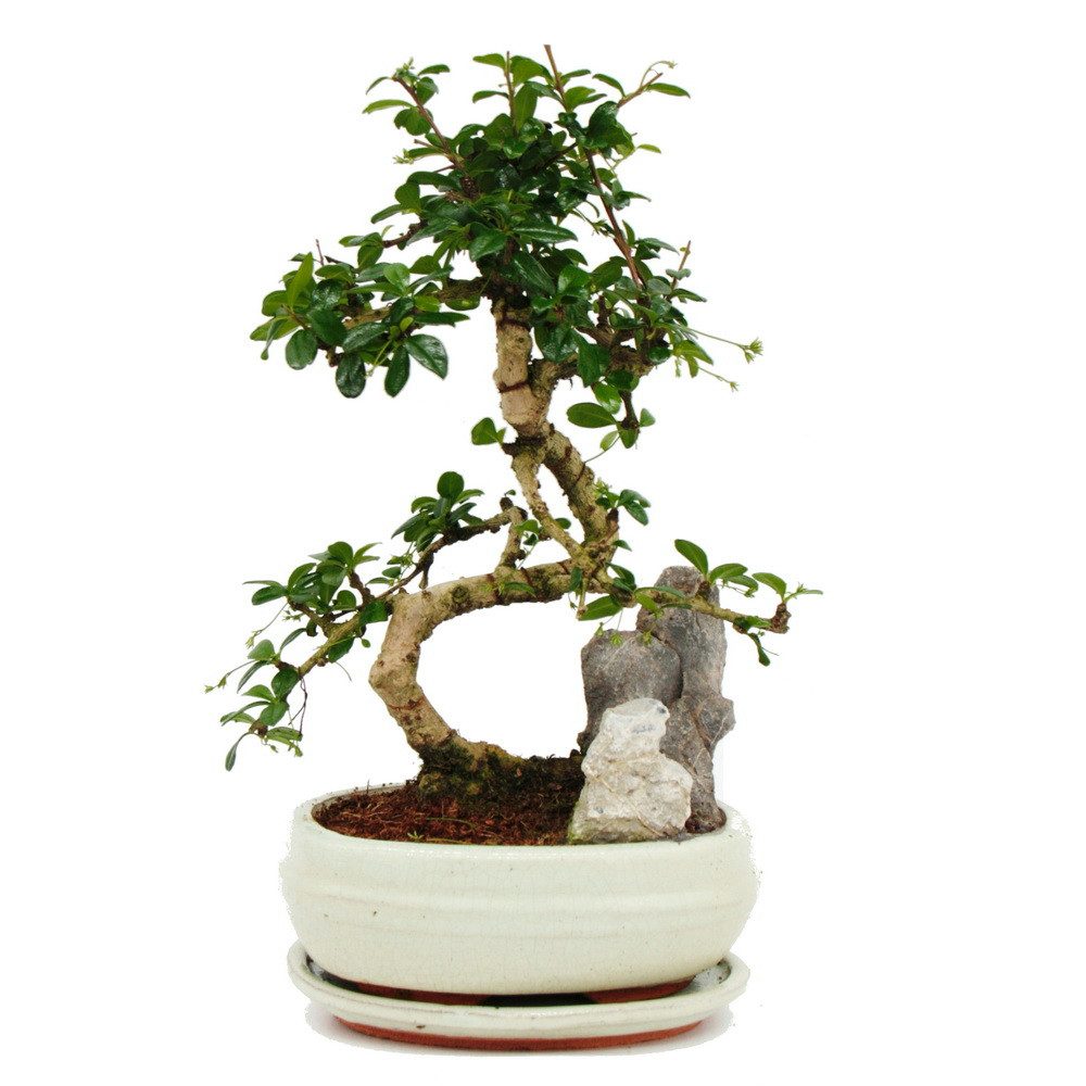 Exotenherz Zimmerpflanze Bonsai Fukientee Carmona microphylla Felslandschaf günstig online kaufen