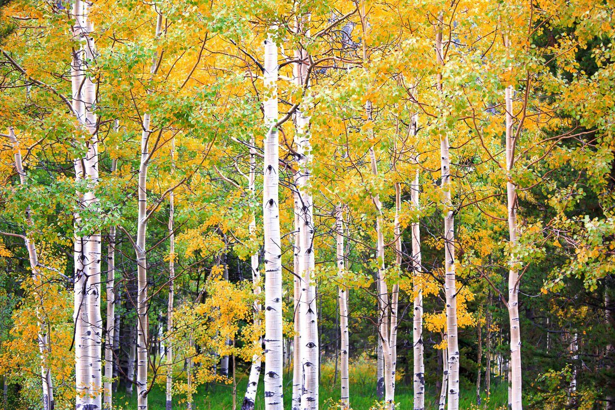 Fototapete Herbst Birkenwald