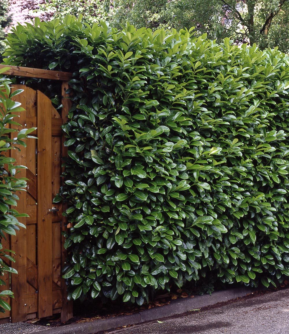 BALDUR Garten Hecken Kirschlorbeer-Hecke im 3-Liter Topf, 1 St., Schnellwachsend, immergrün, winterhart, blickdicht