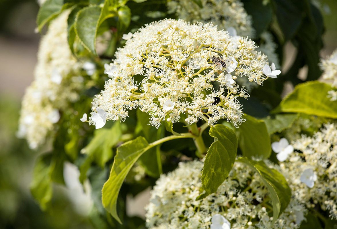 Garten von Ehren Kletterpflanze Hydrangea petiolaris, Containerware 60-100 cm