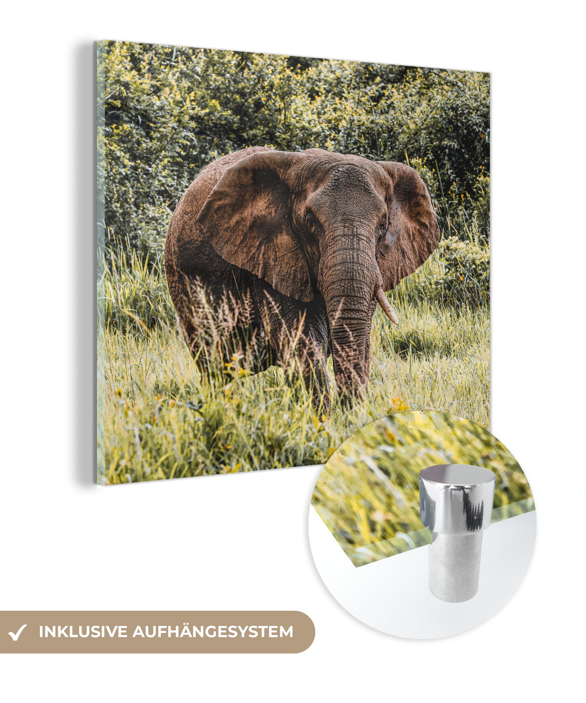 MuchoWow Acrylglasbild Elefant - Gras Foto Bilder - auf St), Glas auf - Natur, Wanddekoration - Glasbilder Wandbild Glas - (1