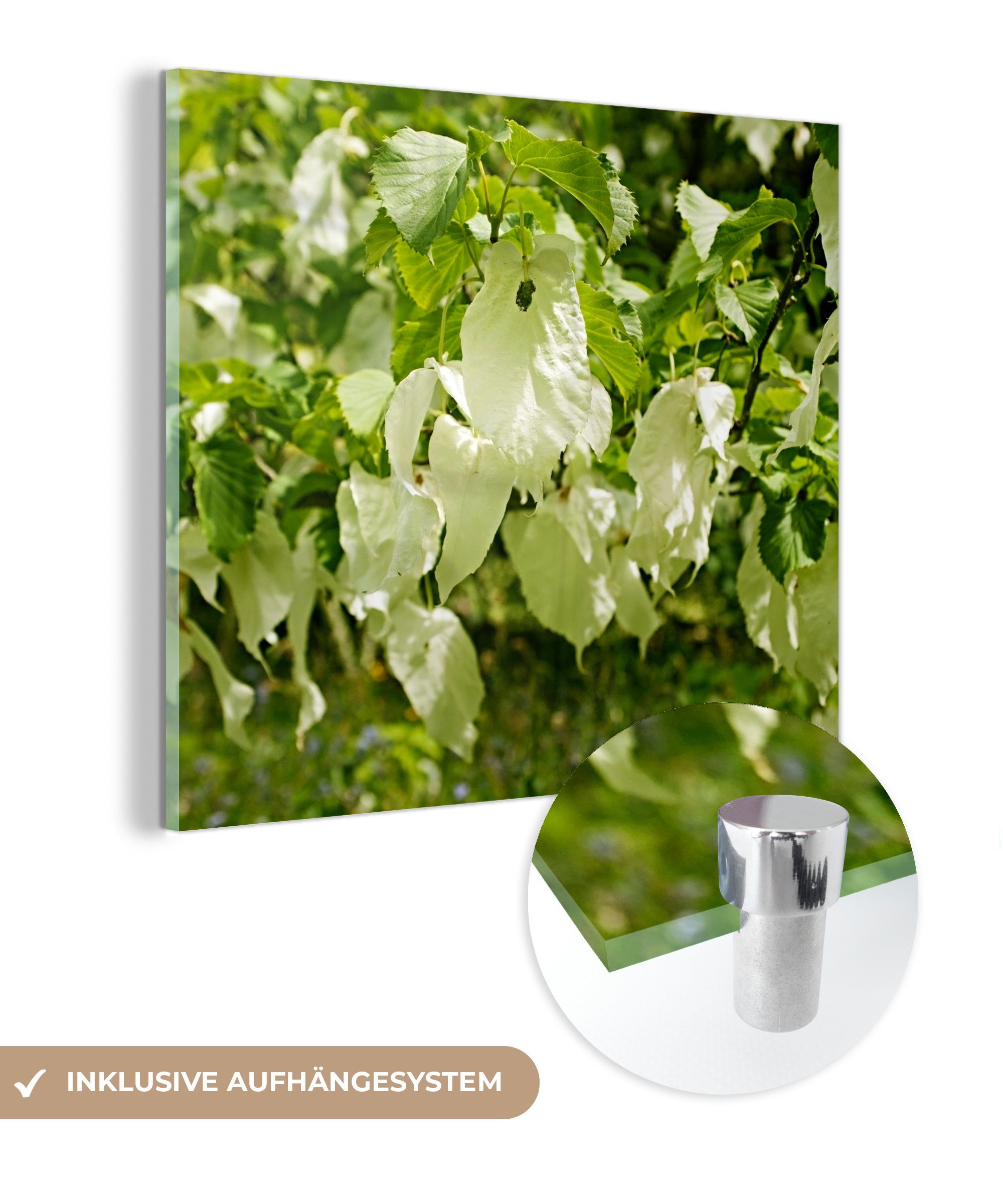 MuchoWow Acrylglasbild Die Blätter eines Vanillebaums, (1 St), Glasbilder - Bilder auf Glas Wandbild - Foto auf Glas - Wanddekoration
