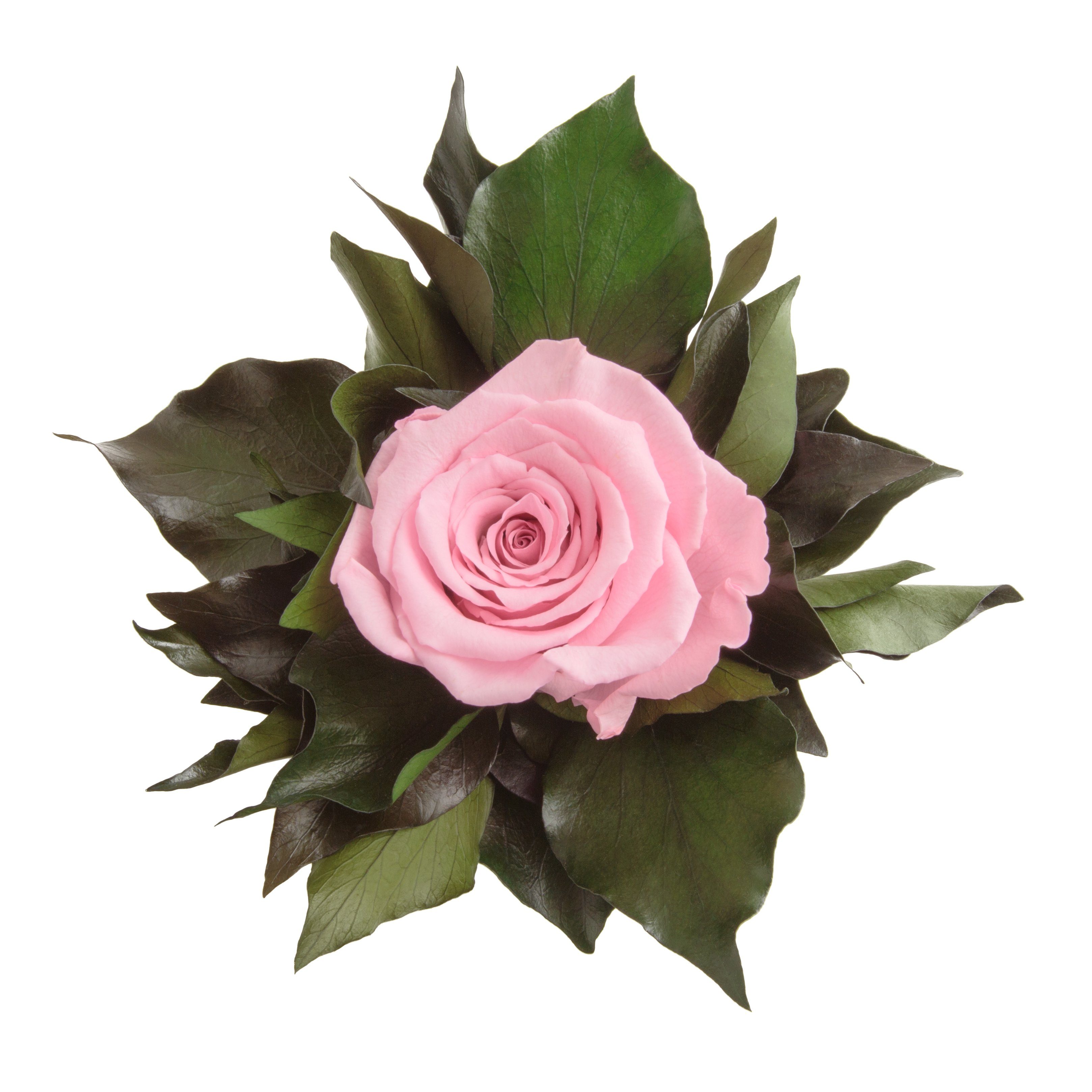 Echte haltbar Blume 12 Frauen lange SCHULZ Rose ROSEMARIE für Zimmerpflanze Rose, 1 Infinity Rosa Höhe Künstliche Heidelberg, Geschenkidee cm, silberfarben Becher