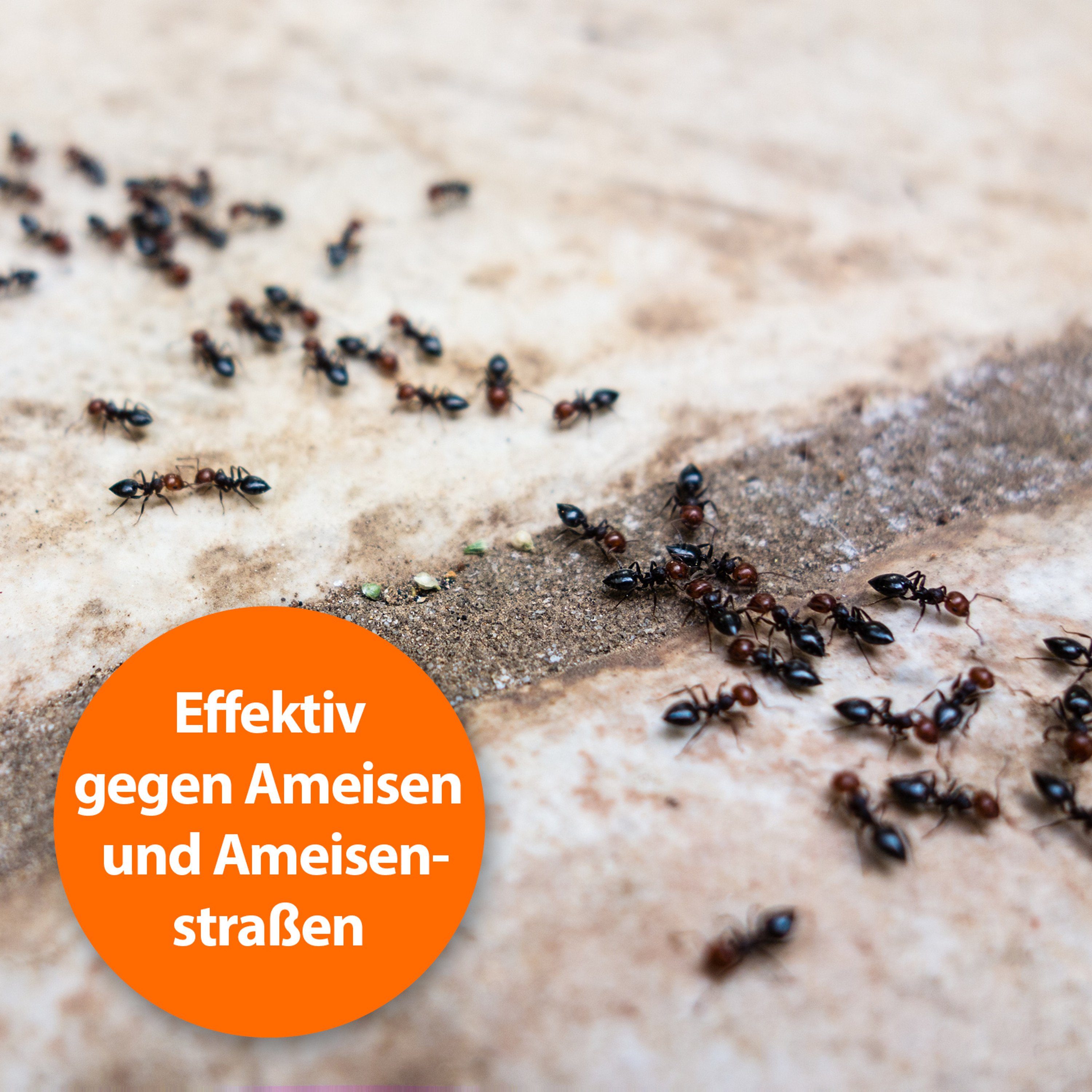 Pumpspray Ardap Insektenspray ARDAP Ameisen Zerstäuber 500ml