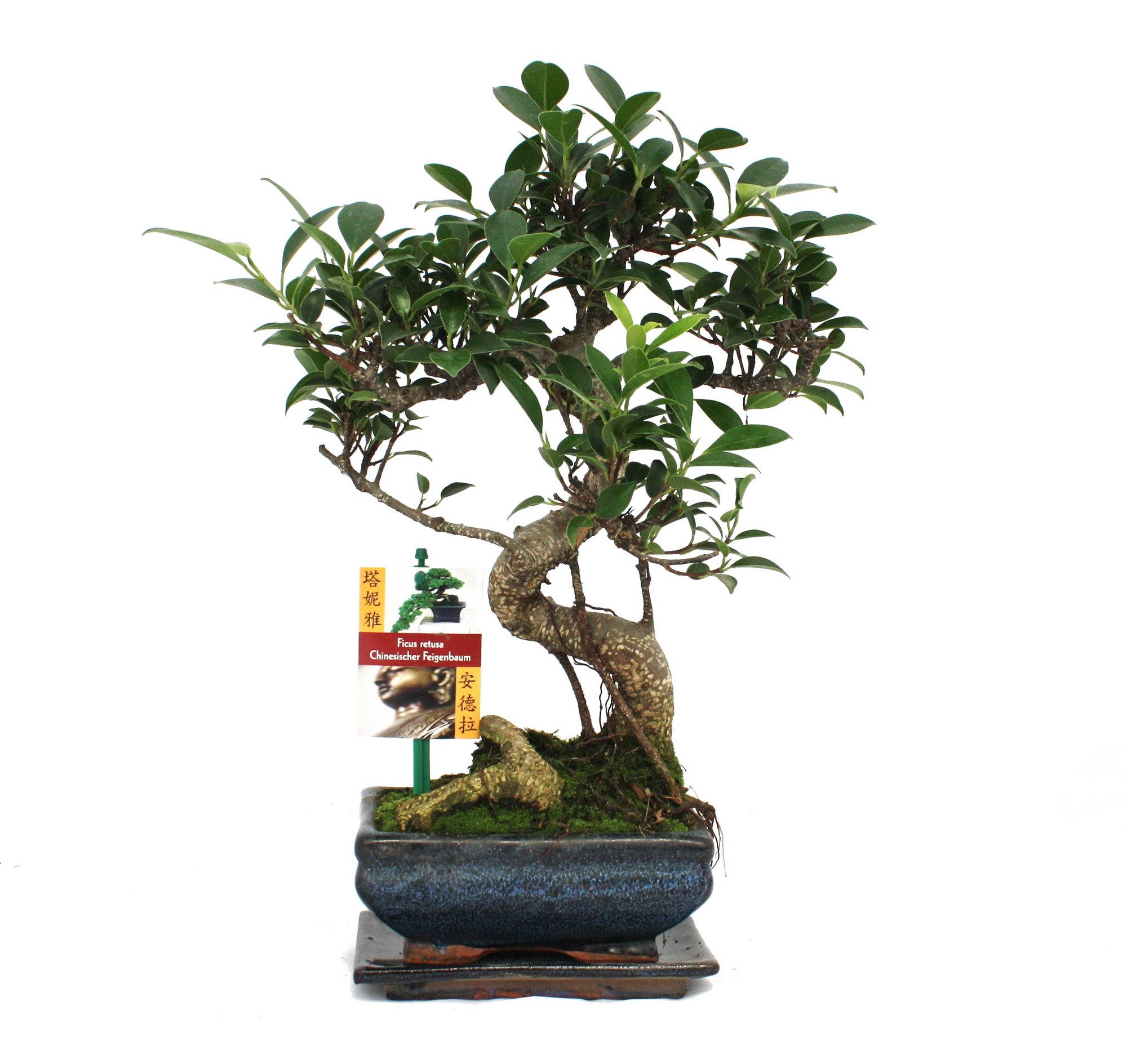 Exotenherz Zimmerpflanze Bonsai Chinesischer Feigenbaum - Ficus retusa - ca. 6 Jahre