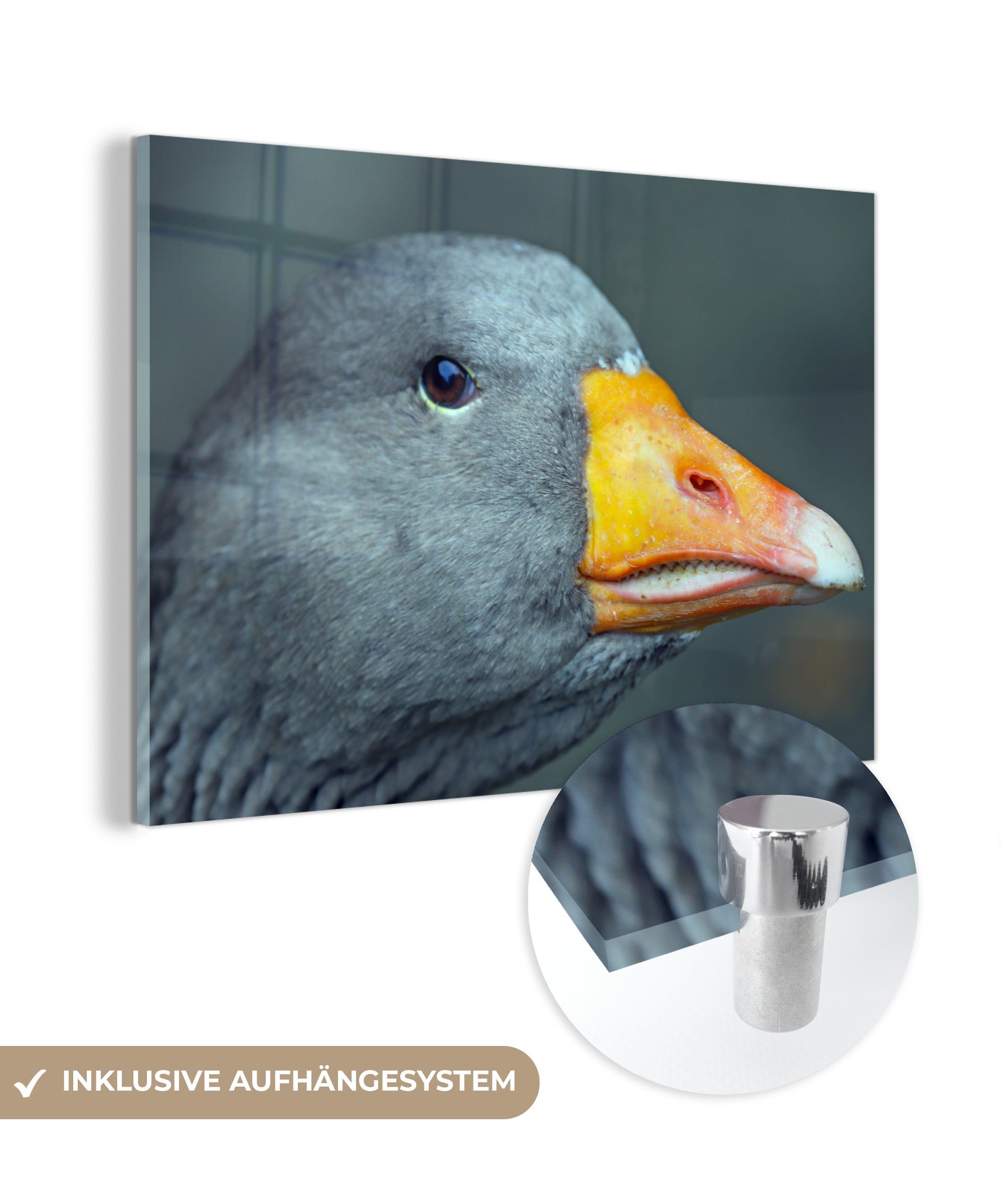 MuchoWow Acrylglasbild Graugans - Vogel - Tiere, (1 St), Acrylglasbilder Wohnzimmer & Schlafzimmer