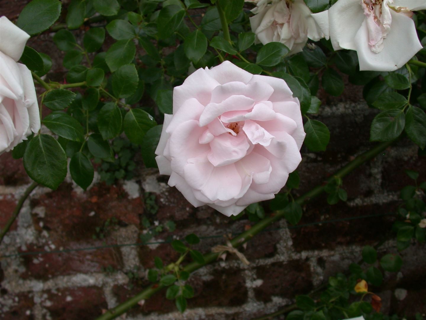 Pflanzen für Dich Rose Rosa New Dawn