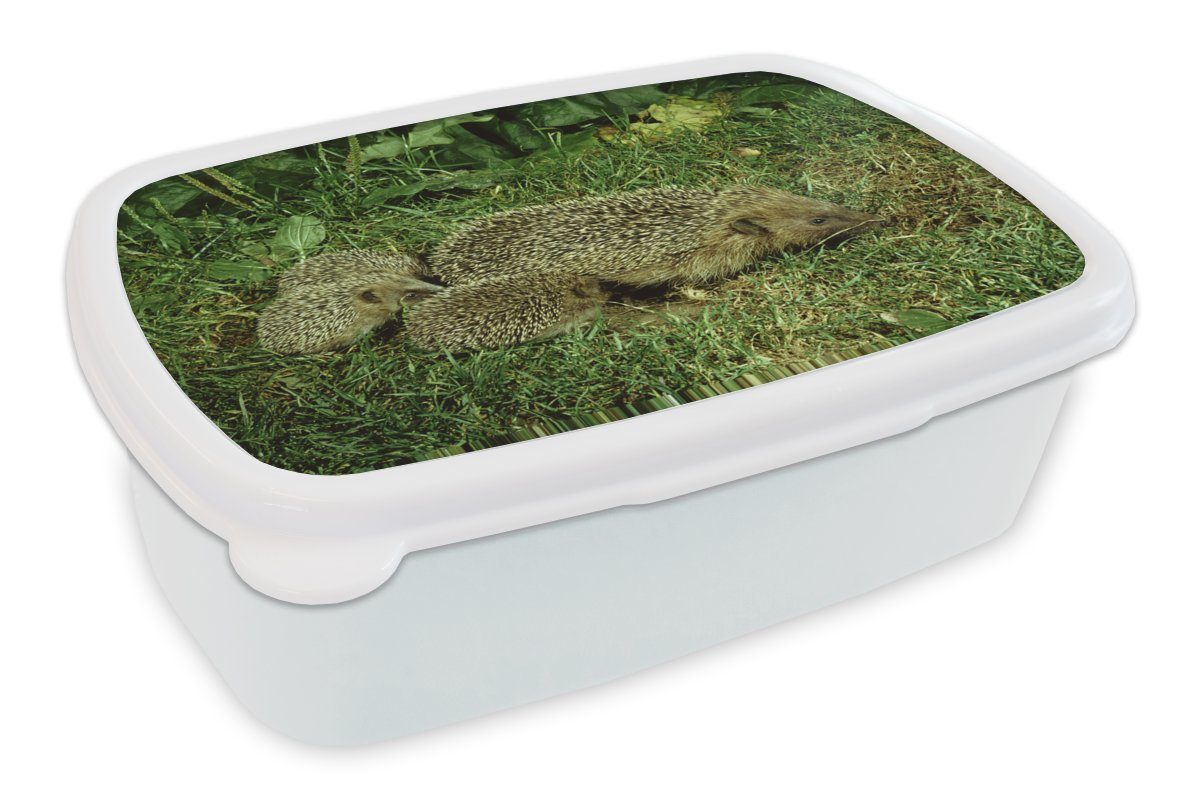 MuchoWow Lunchbox Igel mit drei Igelbabys, Kunststoff, (2-tlg), Brotbox für Kinder und Erwachsene, Brotdose, für Jungs und Mädchen weiß