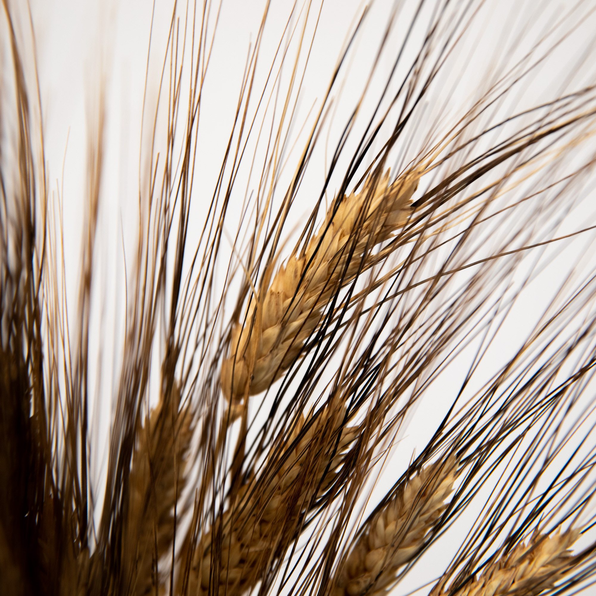 Trockenblume Triticum Gerste “Black Wisps”, ca. 65cm, 1 Bund (ca. 25 Stiele) Gerste, coco+cozy, Höhe 65 cm
