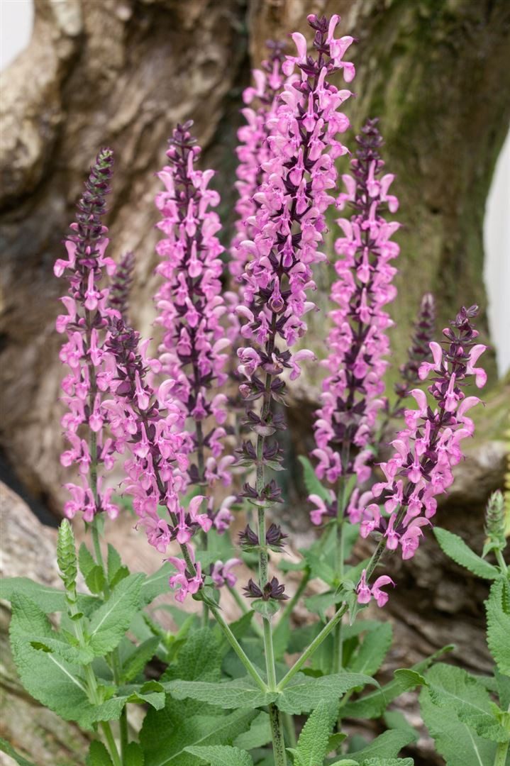 Pflanzen für Dich Staude Salvia nemorosa Rose Queen, 1 St., Steppen-Salbei, Wiesensalbei