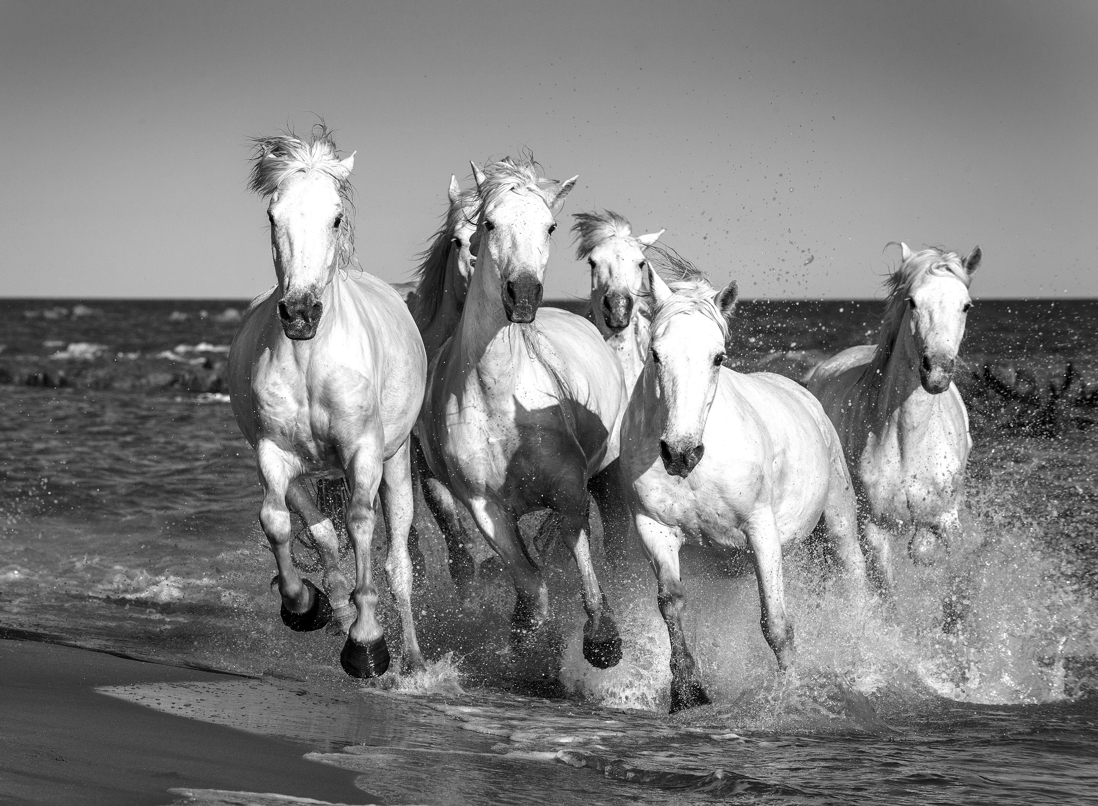 Weiß Schwarz Pferde & Papermoon Fototapete