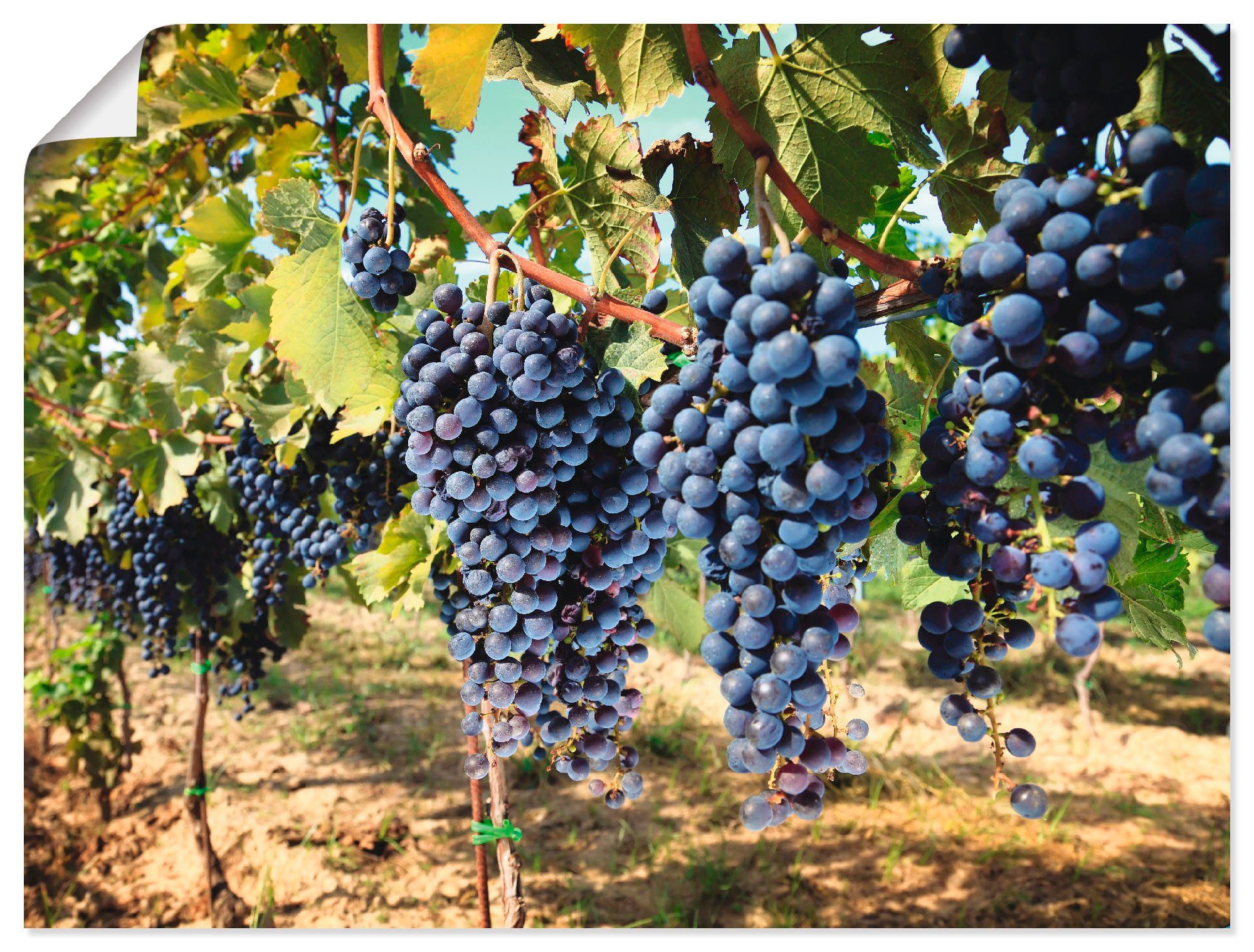 Artland Wandbild Toskanische Weintrauben, Süßspeisen (1 St), als Alubild,  Leinwandbild, Wandaufkleber oder Poster in versch. Größen