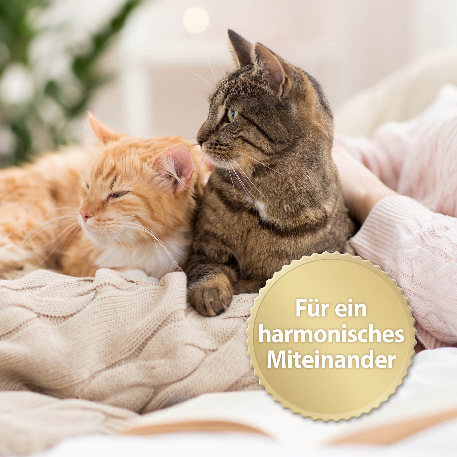 Felisept Katzenstreu 3x Felisept FAMILY Comfort Nachfüller 45ml