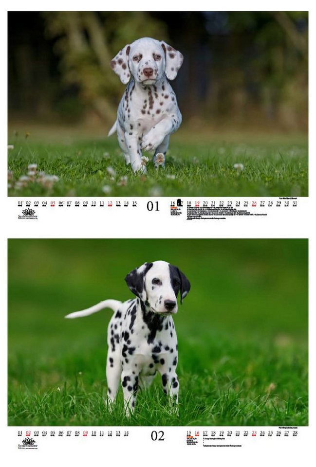 Thumbnail - Seelenzauber Wandkalender Hundezauber Dalmatiner DIN A3 Kalender für 2025 Welpen und Hunde